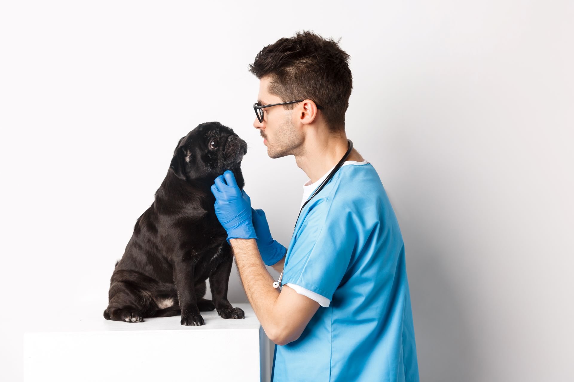 animaux santé